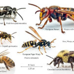 Bees, hornets and wasps