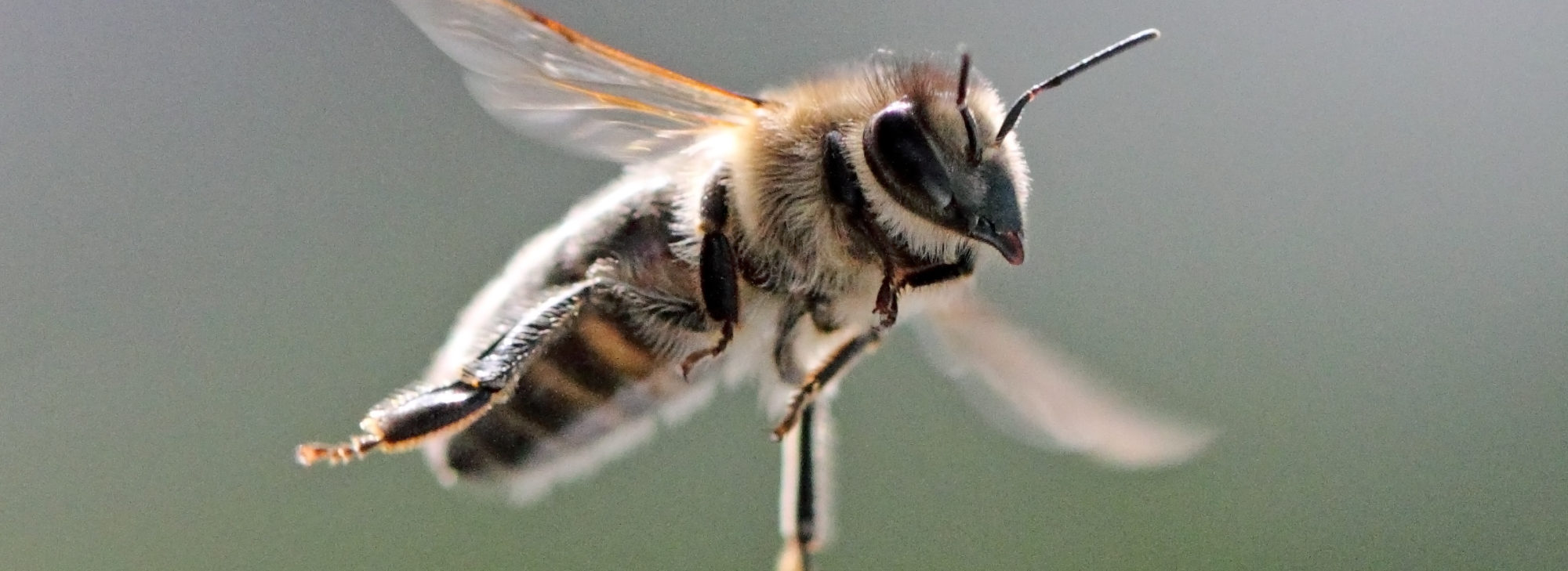 Johnston County Beekeepers Association