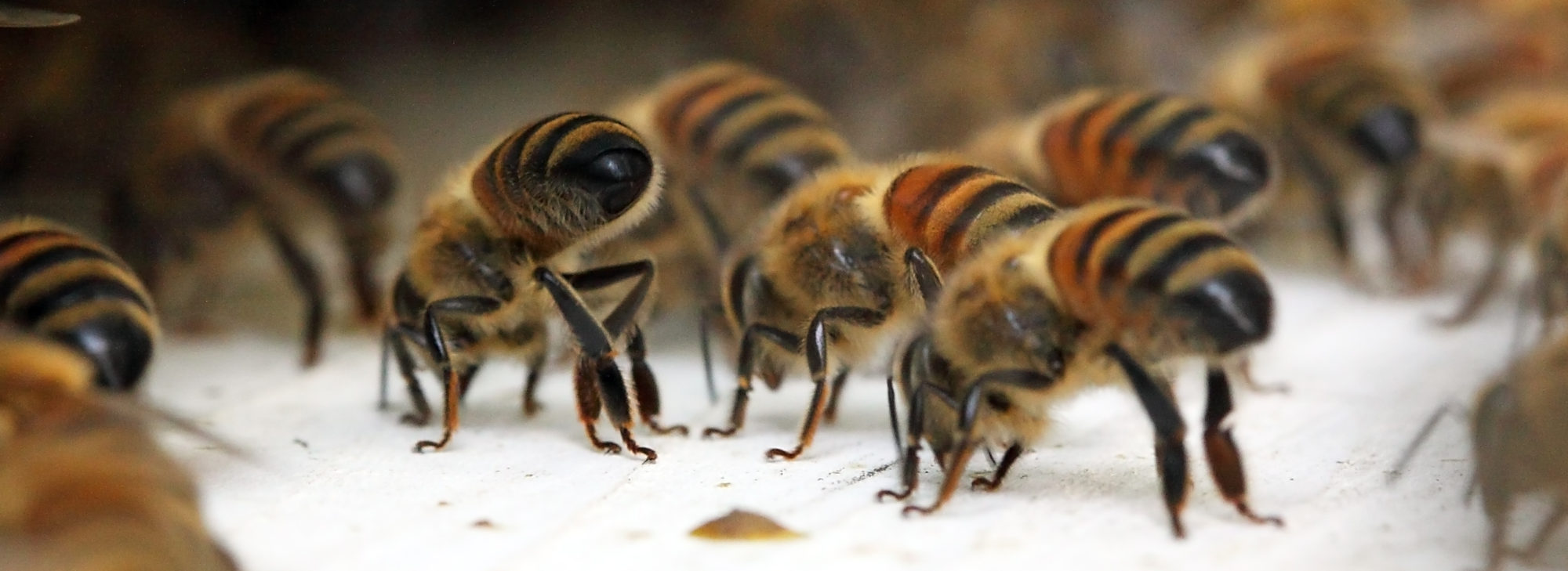 Johnston County Beekeepers Association