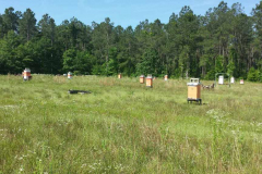 5/27/17 - Trip to R & B Apiary