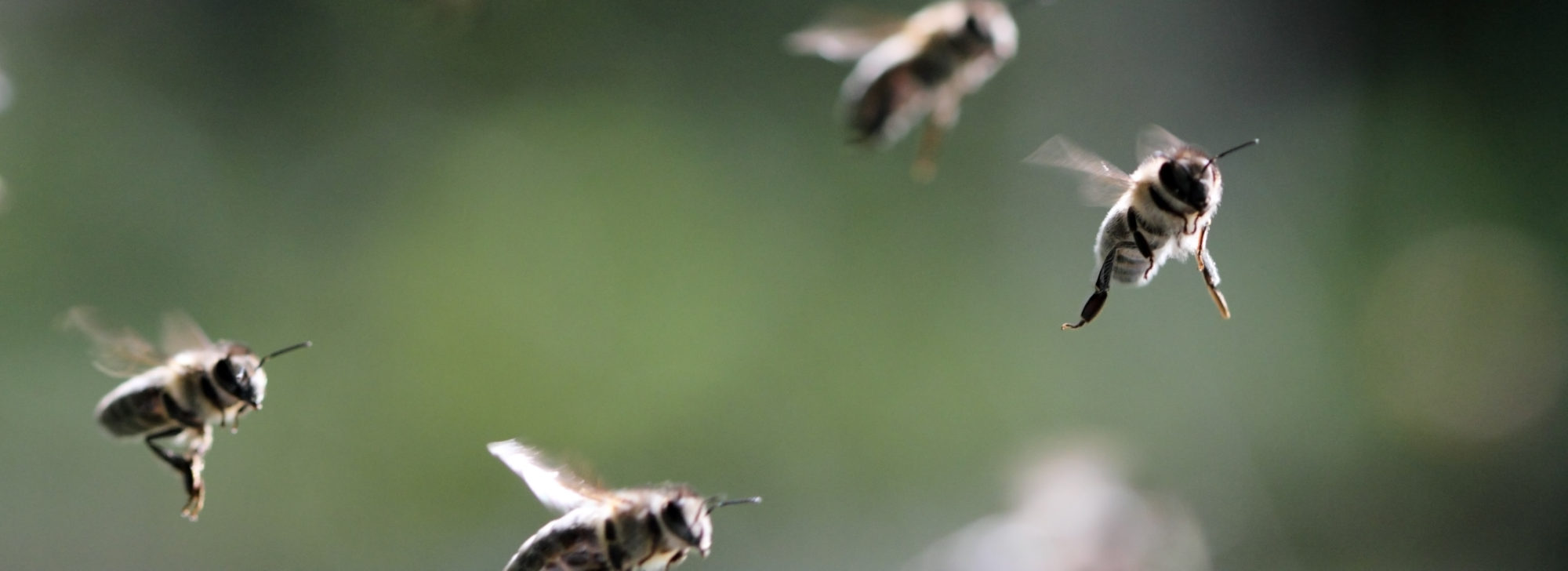 Johnston County Beekeepers Association