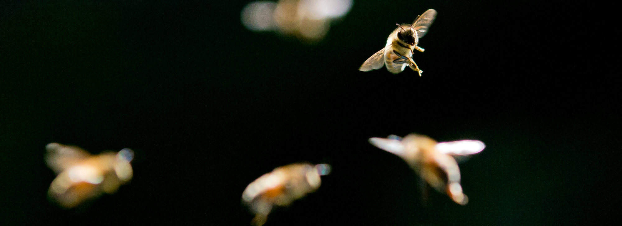 Johnston County Beekeepers Association