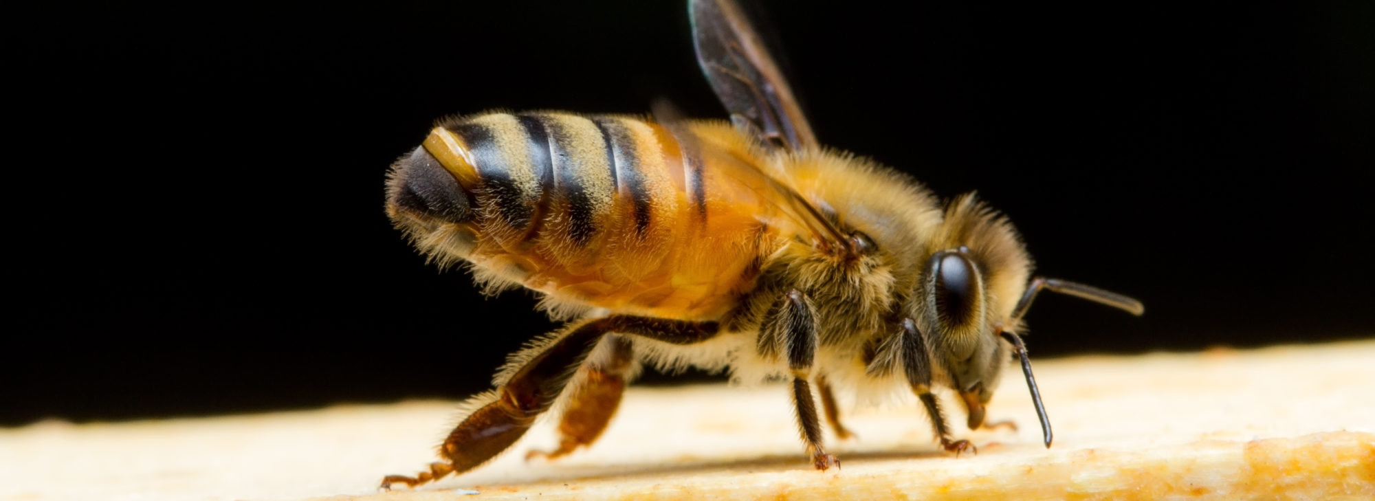 Johnston County Beekeepers Association