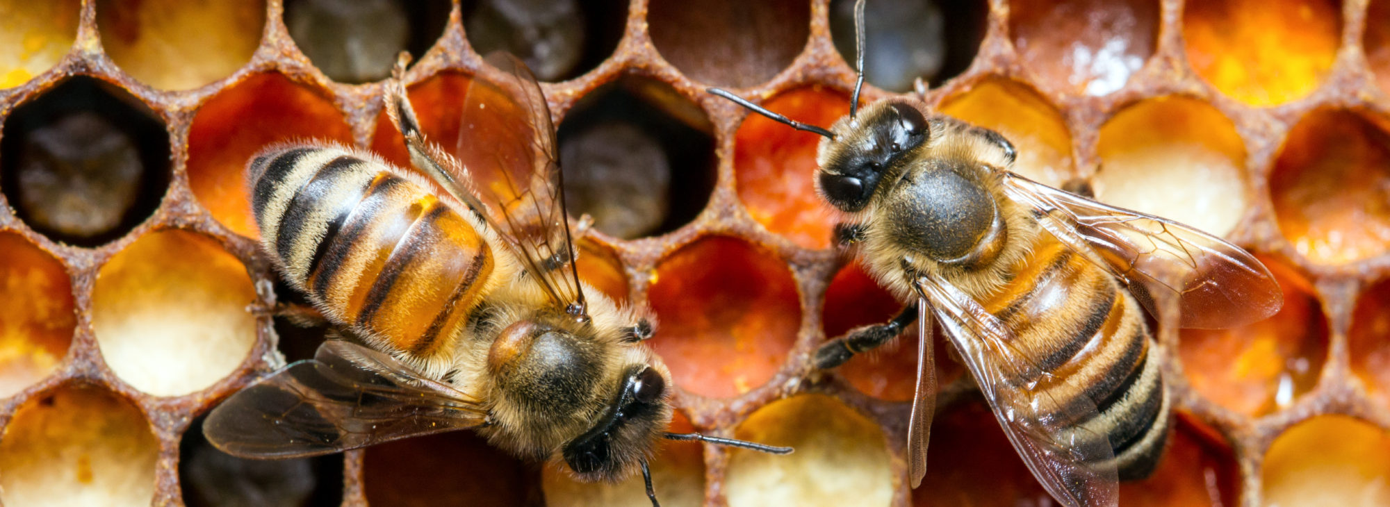 Johnston County Beekeepers Association