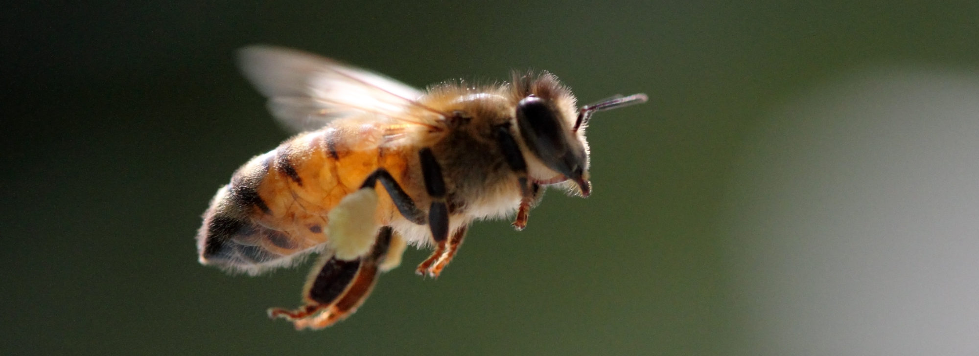 Johnston County Beekeepers Association