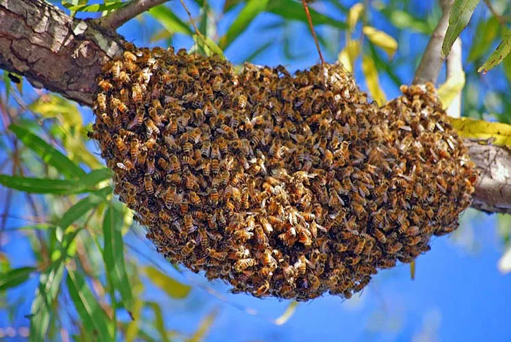 A honey bee swarm clustered on a tree branch in Johnston County, NC